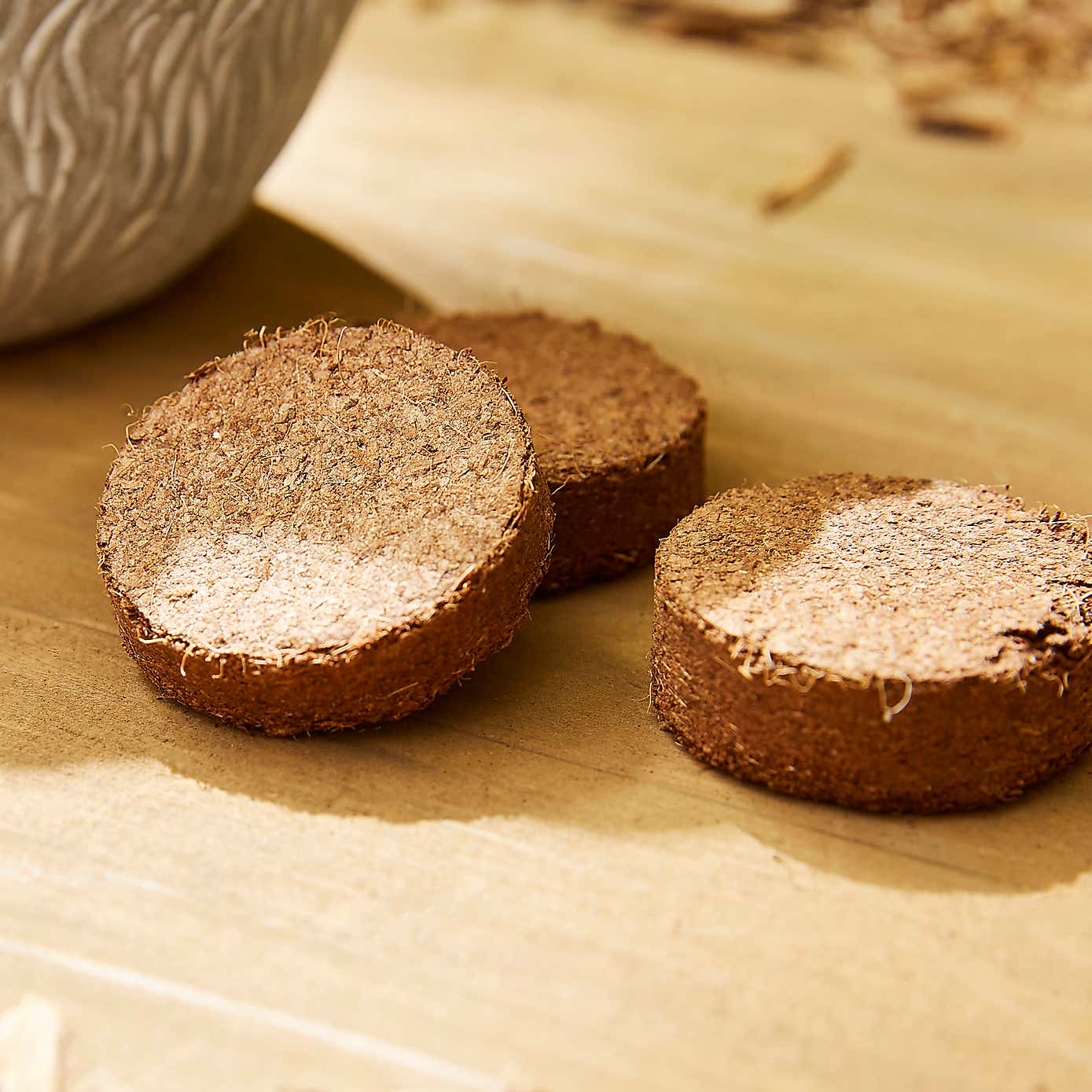 Taylor's Bulbs Stone Robin Planter and Anenone Kit