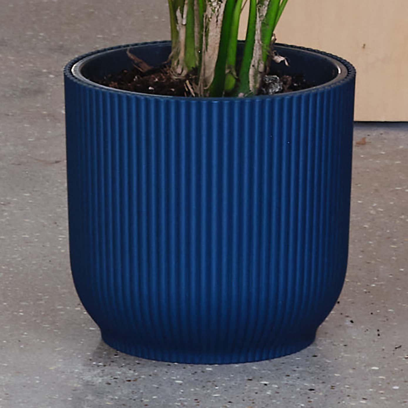 Kentia Palm House Plant in Elho Pot