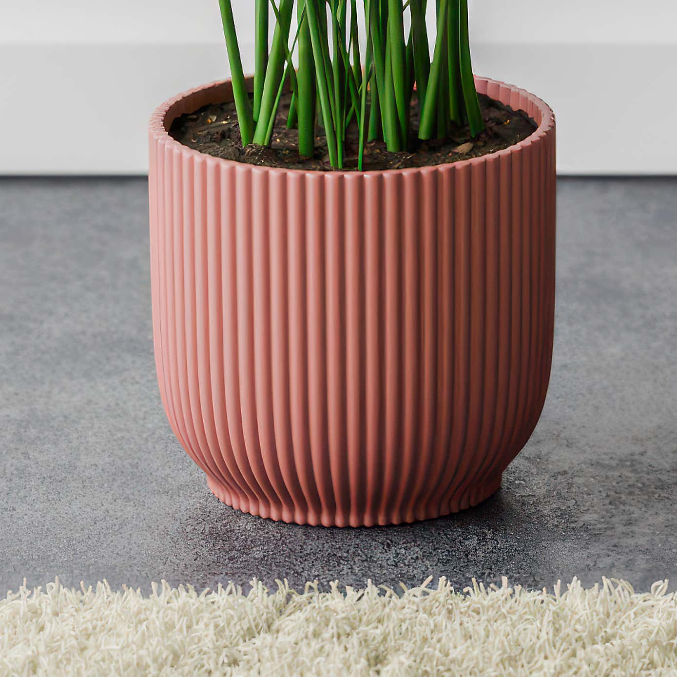 Kentia Palm House Plant in Elho Pot