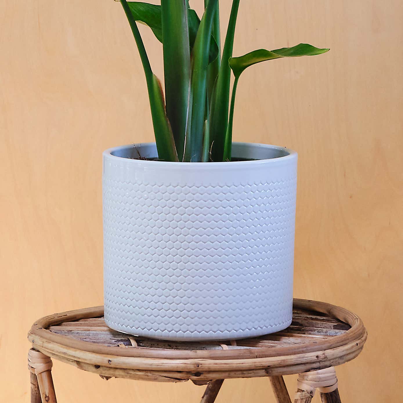 Bird Of Paradise House Plant in Capri Pot