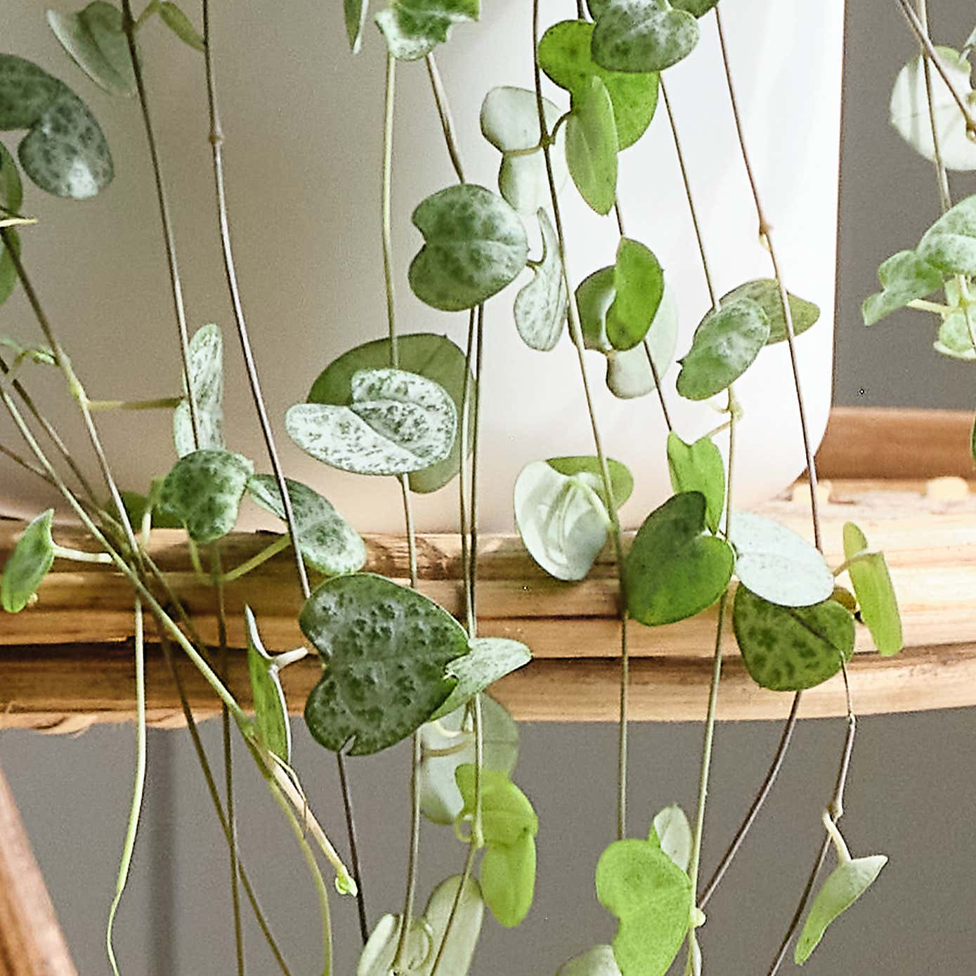 Pet Friendly Potted House Plant Bundle