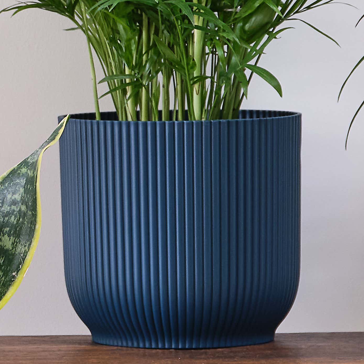 Unkillable Potted House Plant Bundle