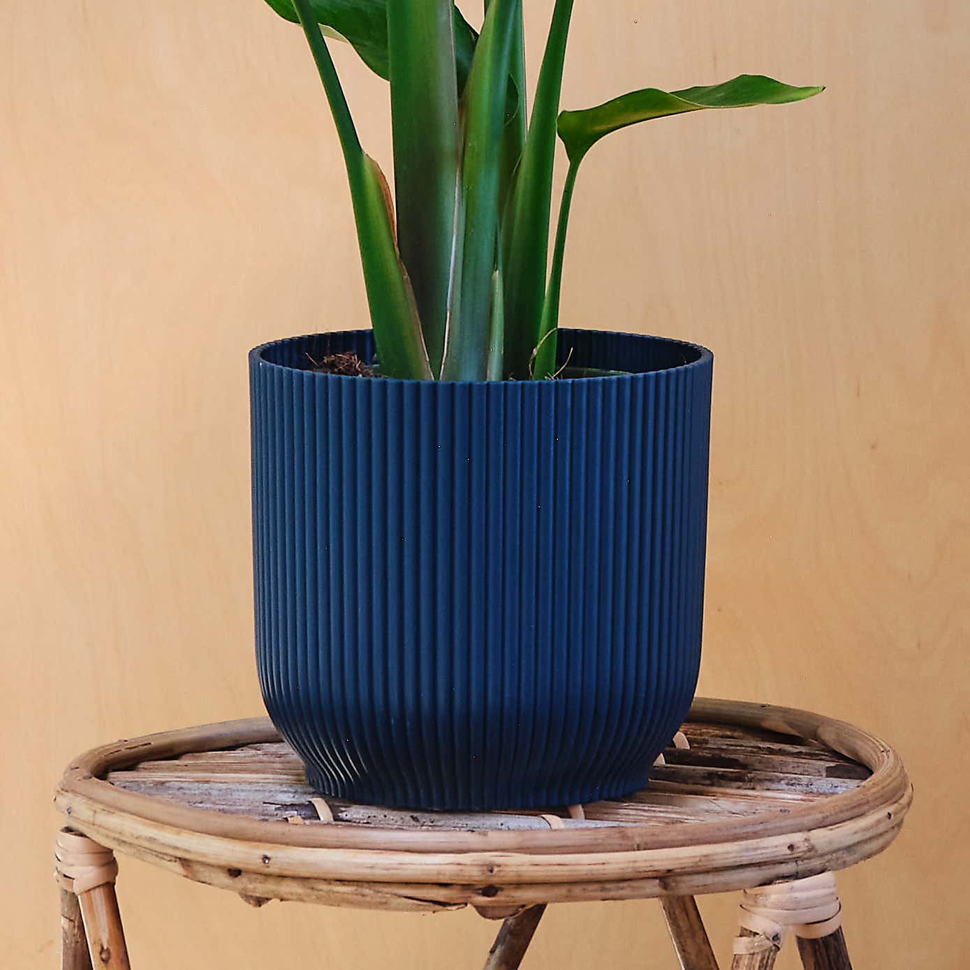Bird Of Paradise House Plant in Elho Pot