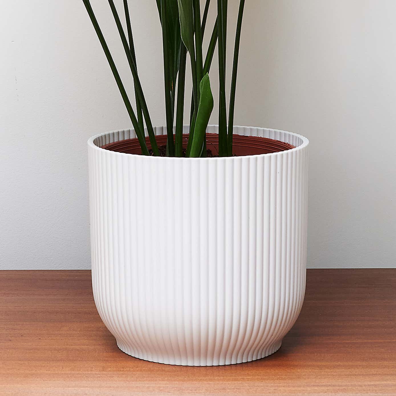 Beards & Daisies Cast Iron House Plant in Vibes Pot