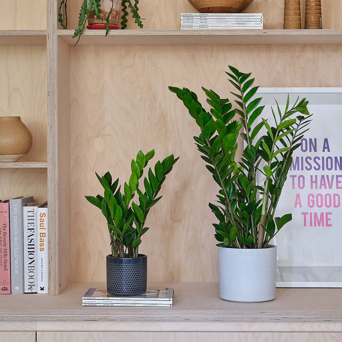 ZZ House Plant in Capri Pot