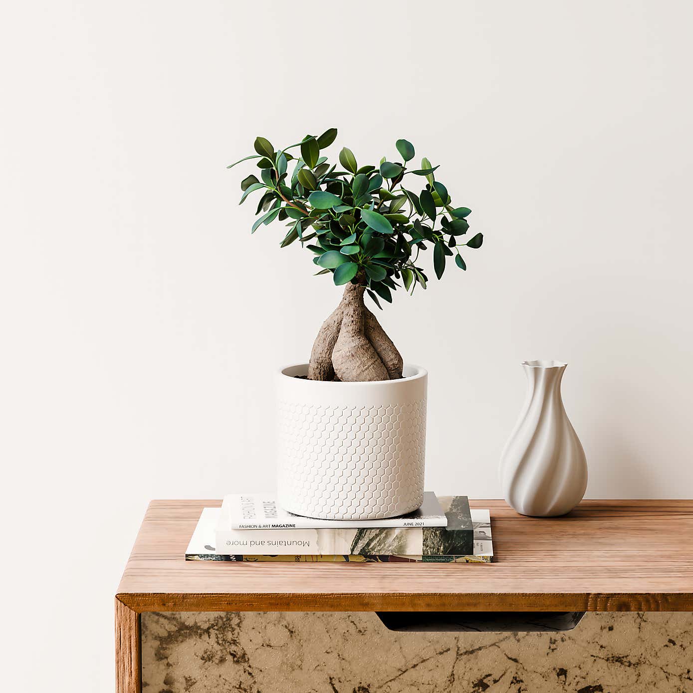 Ficus Ginseng House Plant in Capri Pot