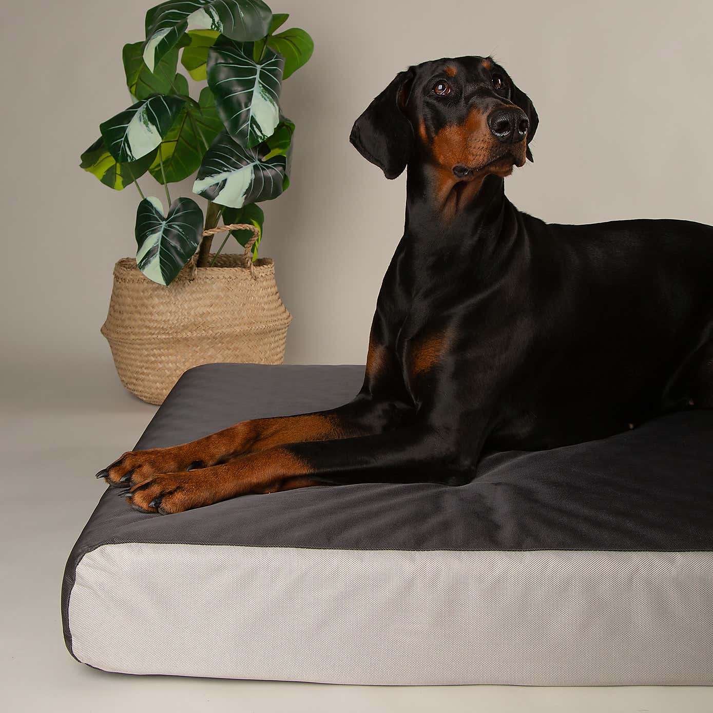 Scruffs ArmourDillo Orthopaedic Dog Bed