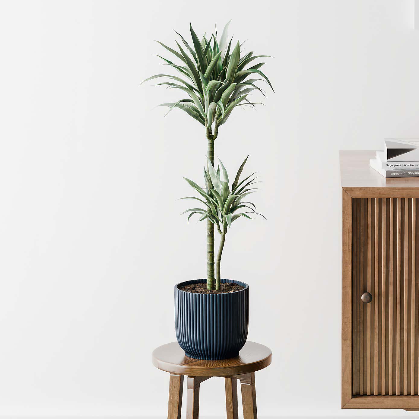 Beards & Daisies Dracaena Warneckei House Plant in Elho Pot