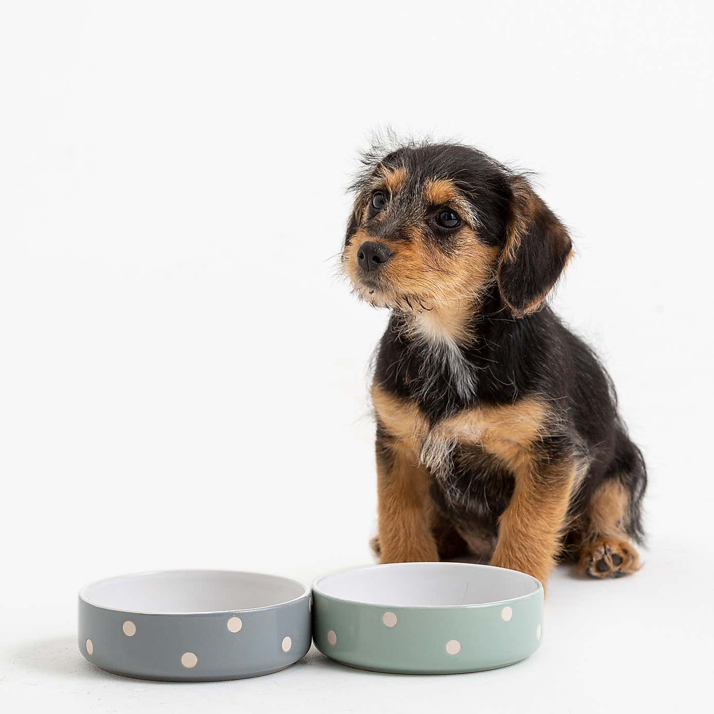 Mason Cash Set of 2 Spotty Pet Bowls