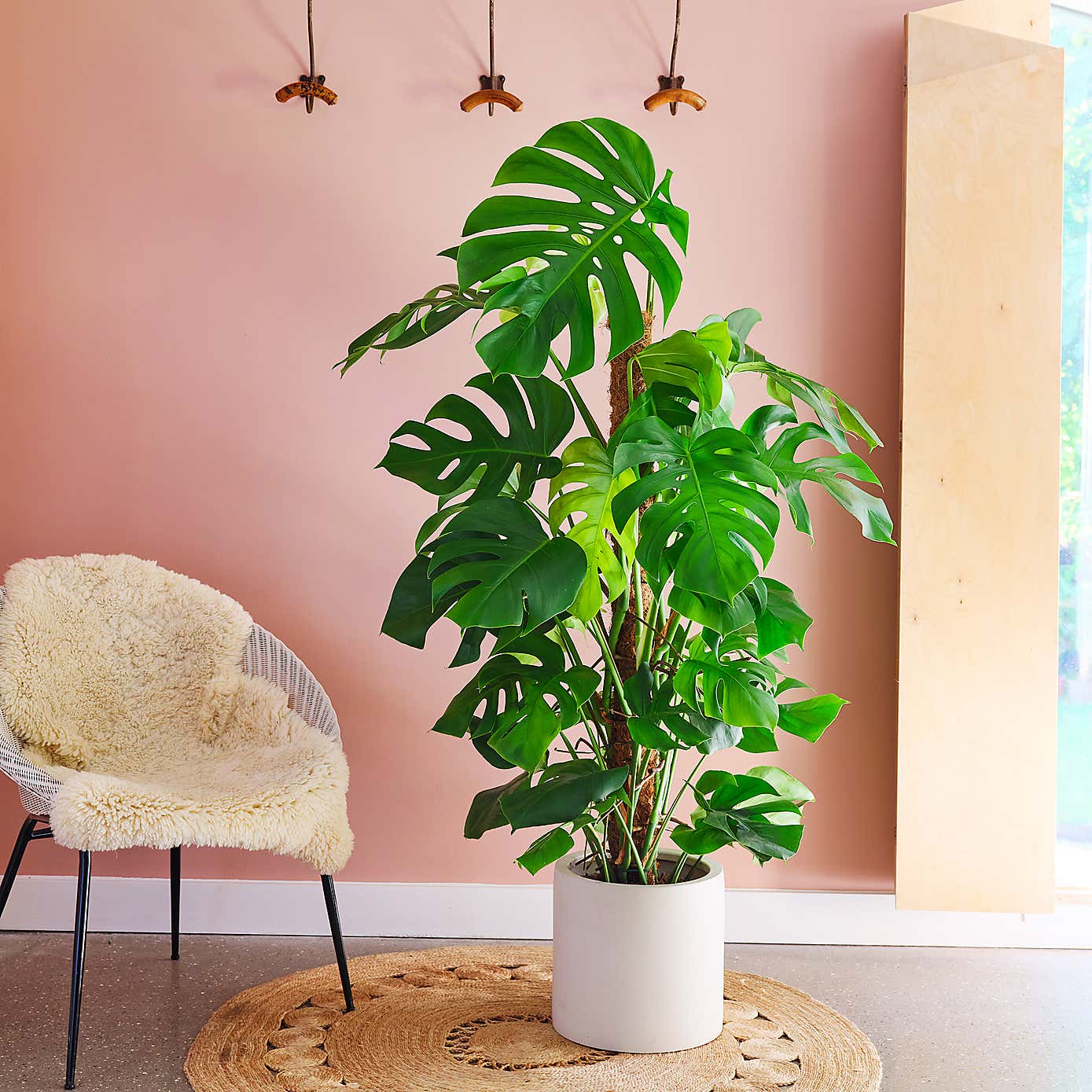 Swiss Cheese House Plant in Earthenware Pot