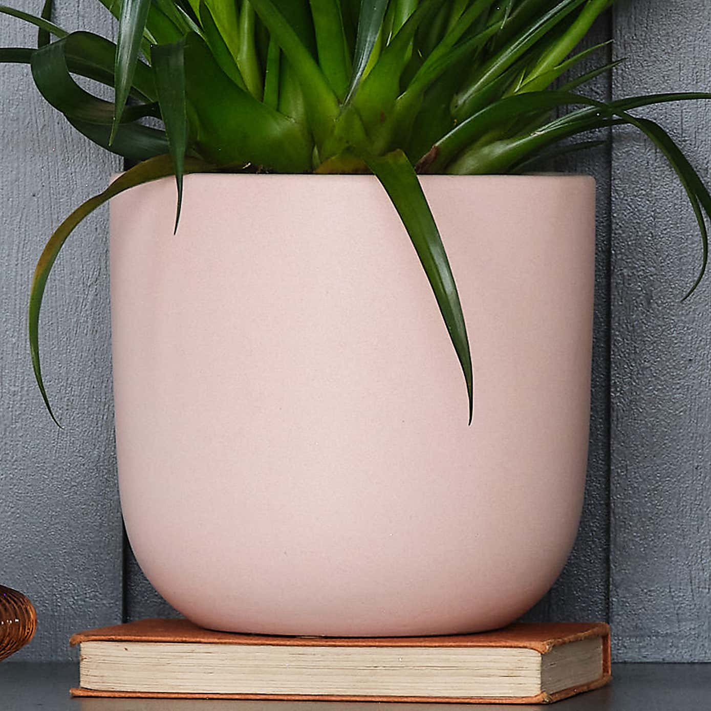 Vriesea Astrid House Plant in Earthenware Pot