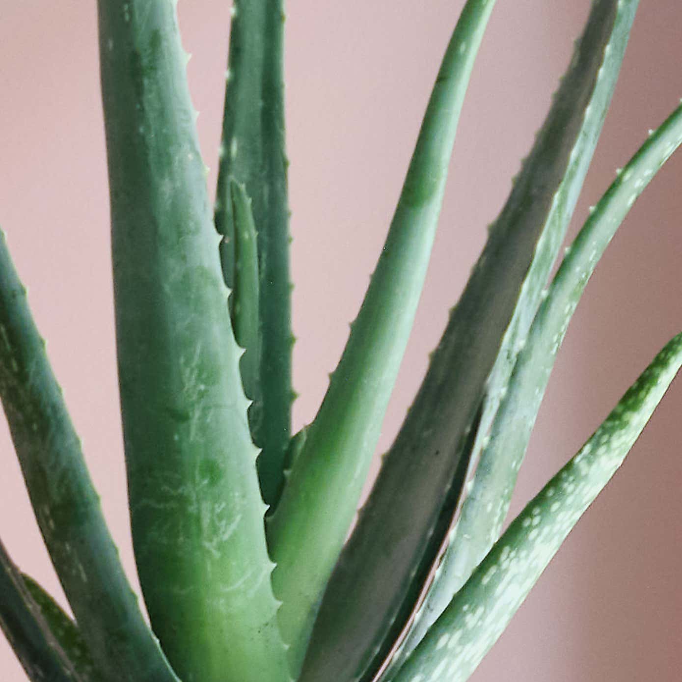 Sunny Potted House Plant Bundle