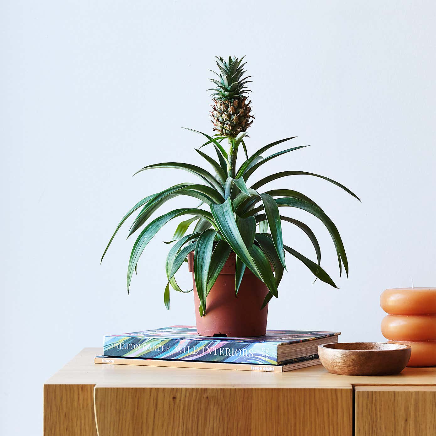 Pineapple House Plant