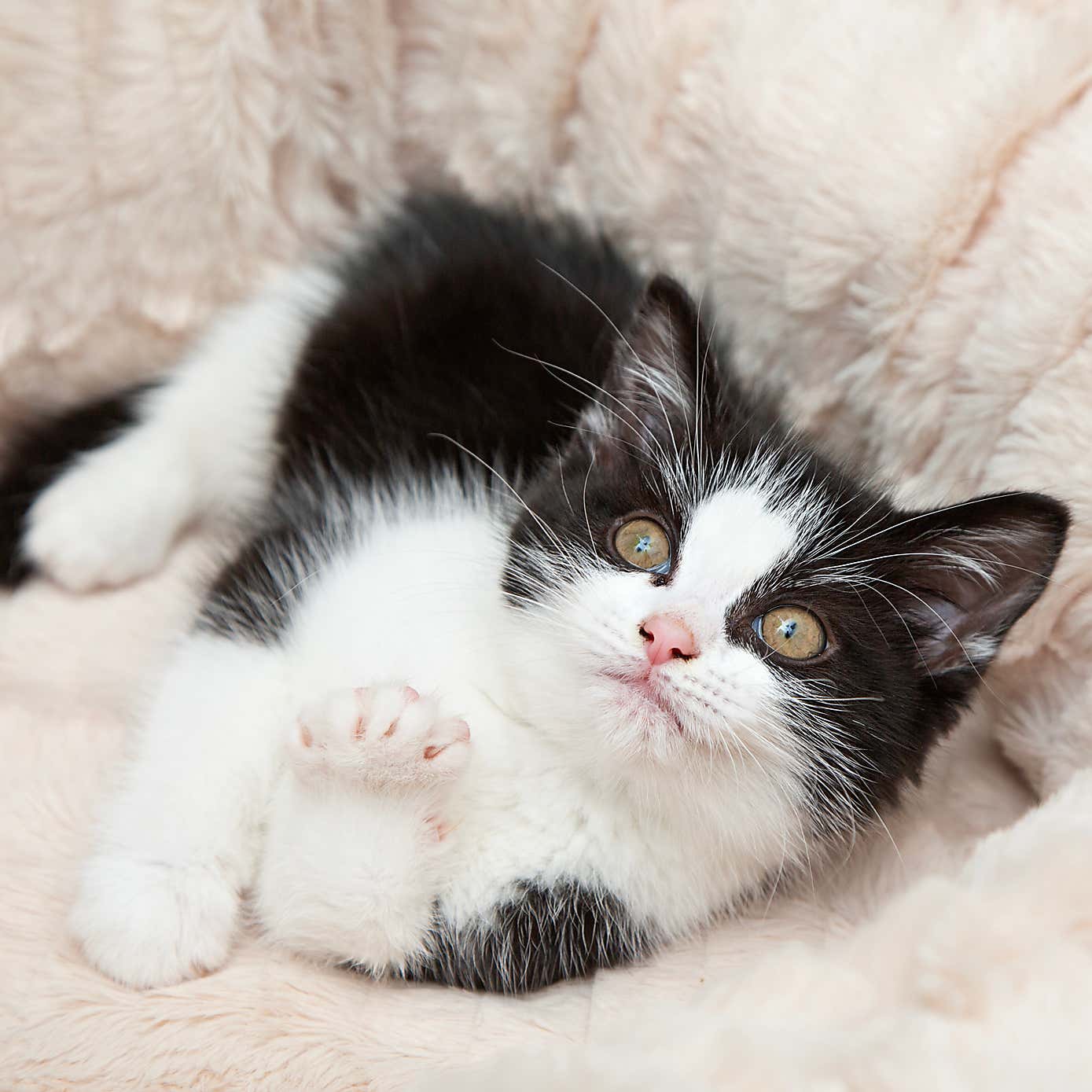 Scruffs Ellen Donut Pet Bed