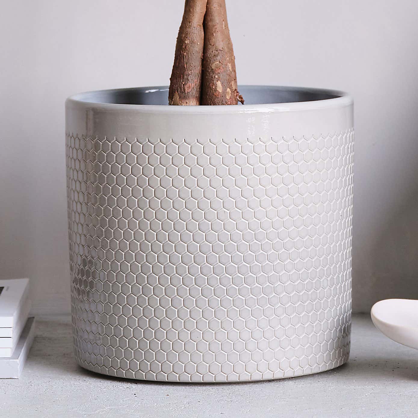 Money Tree House Plant in Capri Pot