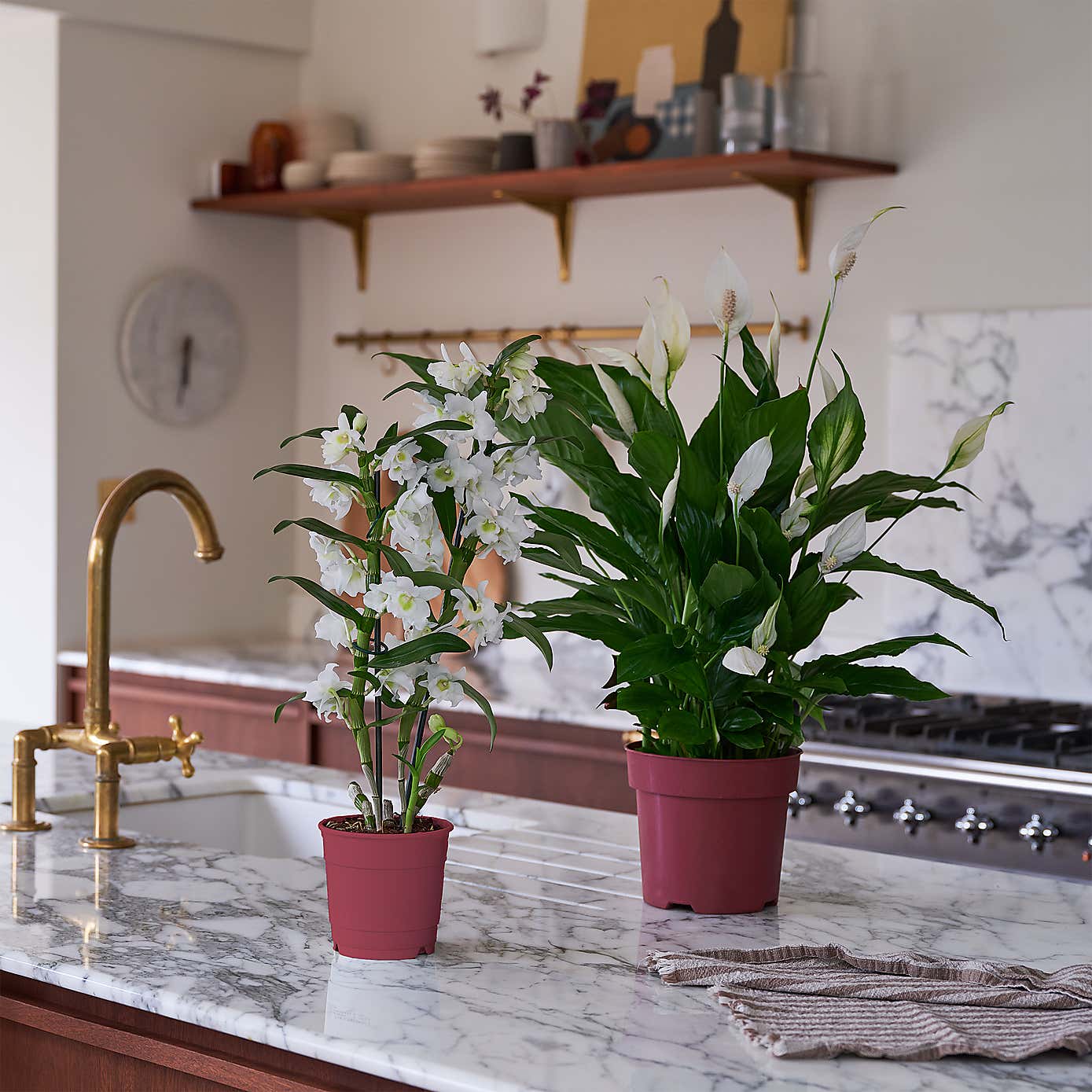 Beards & Daisies Blooming Beautiful Pair Dendrobium Peace Lily House Plant