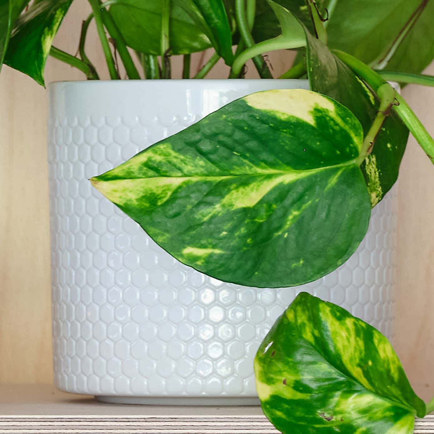 Devil's Ivy House Plant in Capri Pot