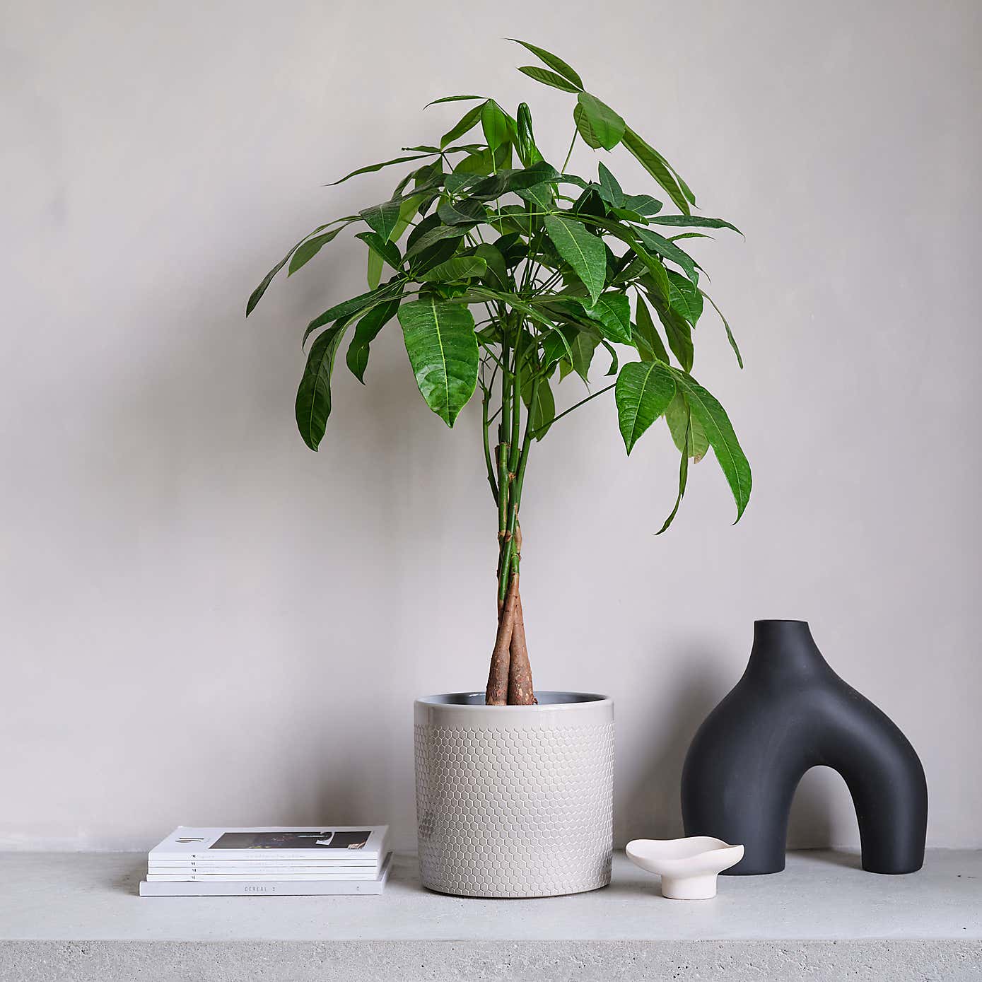 Money Tree House Plant in Capri Pot