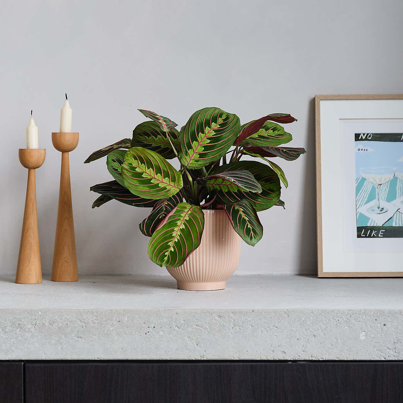 Prayer House Plant in Ribbed Pot