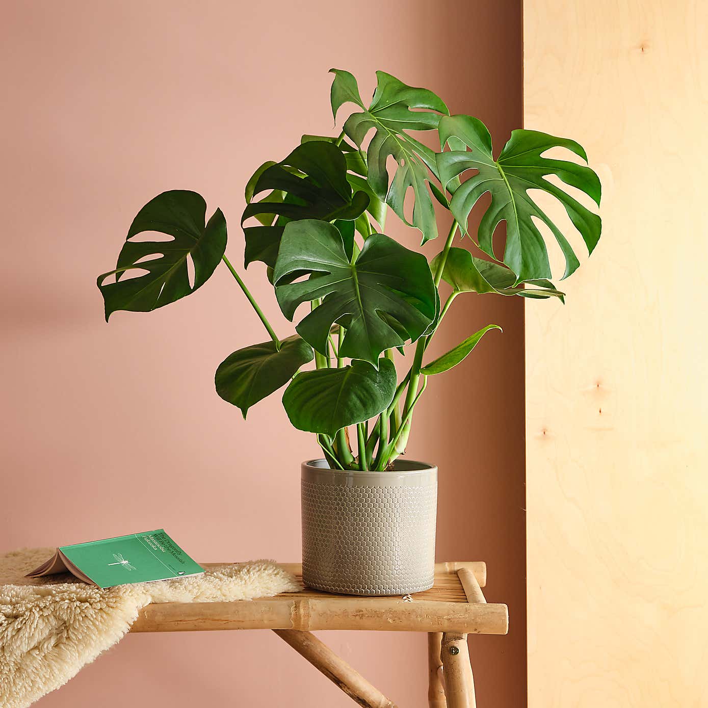 Swiss Cheese House Plant in Capri Pot