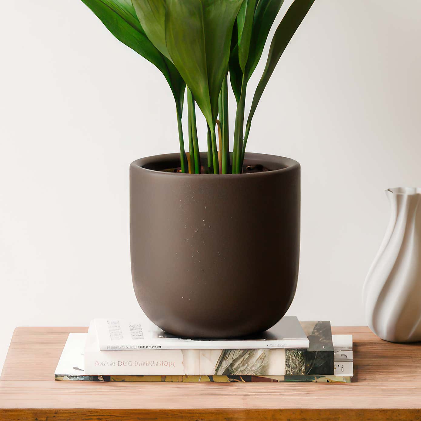Beards & Daisies Cast Iron House Plant in Earthenware Pot