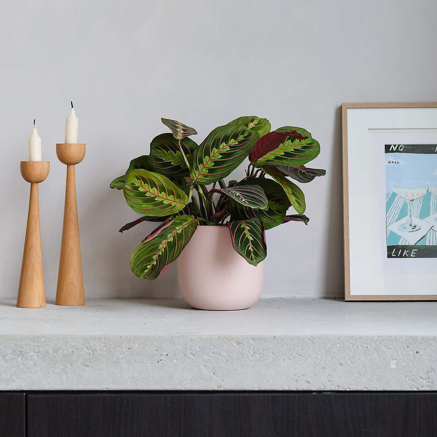 Prayer House Plant in Earthenware Pot