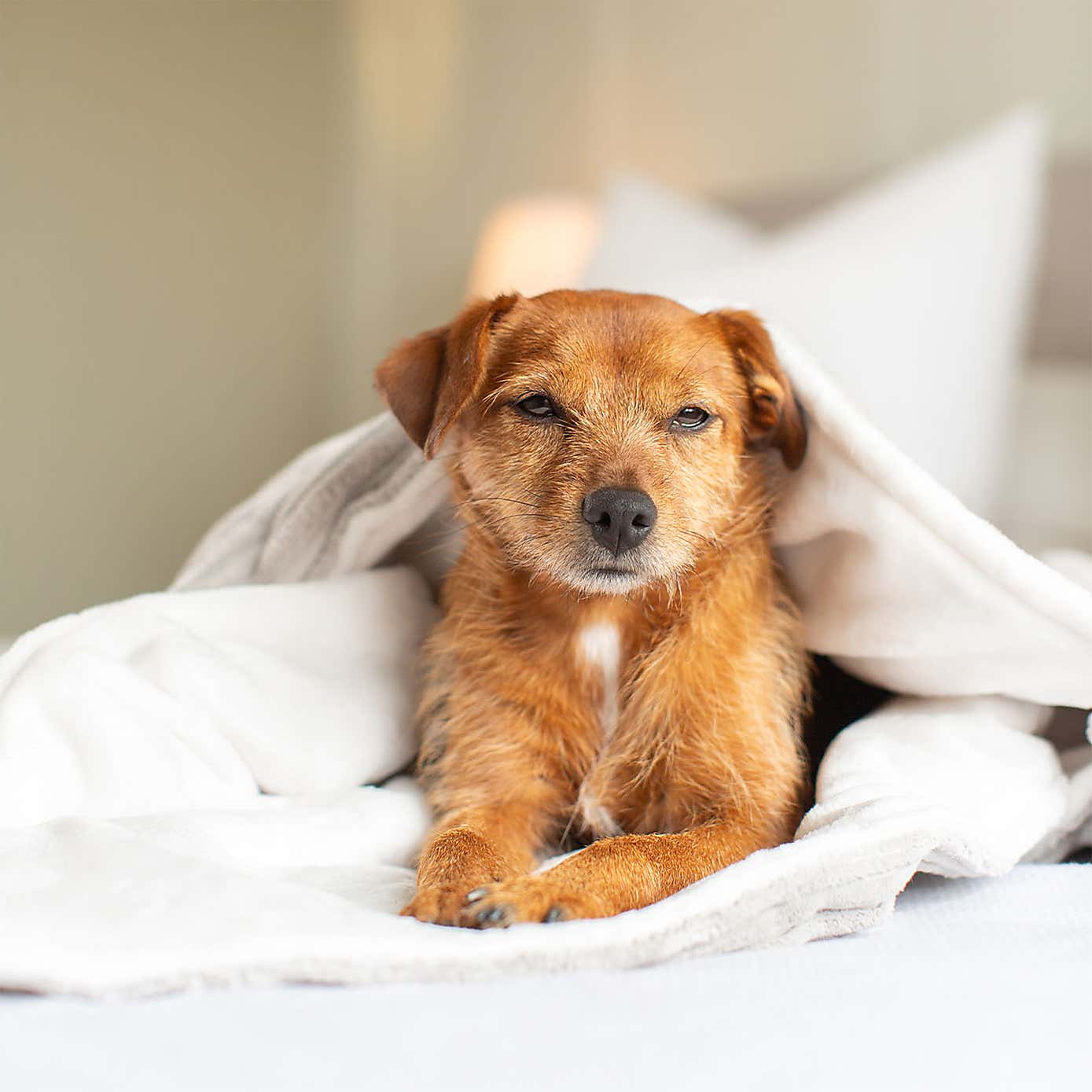 Lords and Labradors Essentials Twill Dog Blanket