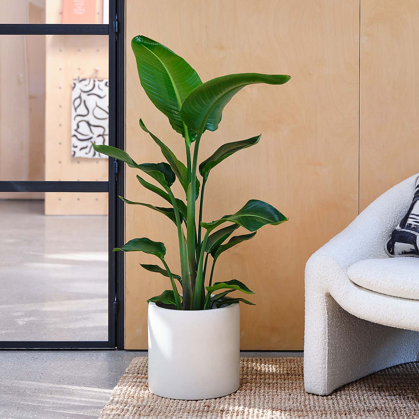 Bird Of Paradise House Plant in Earthenware Pot