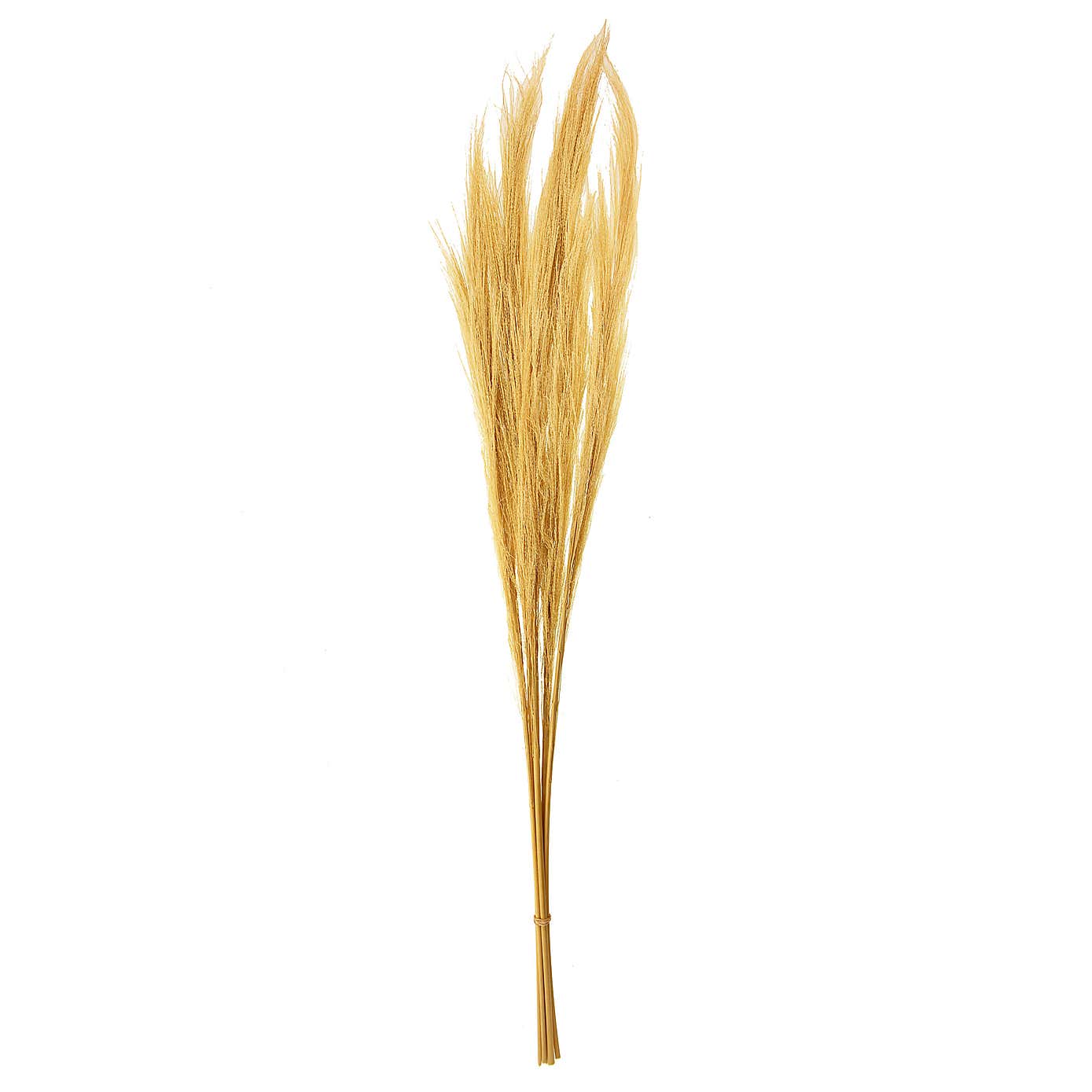 Dried Broom Grass