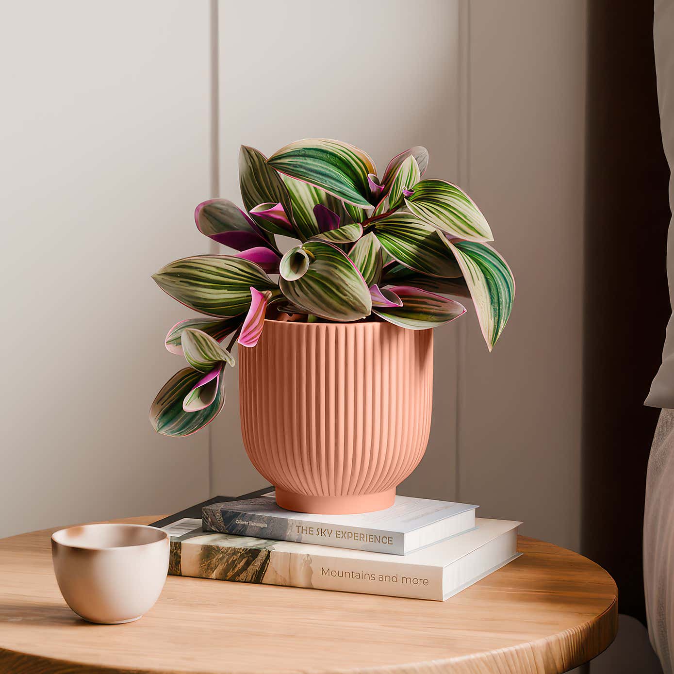 Tradescantia Nanouk House Plant in Ribbed Ceramic Pot