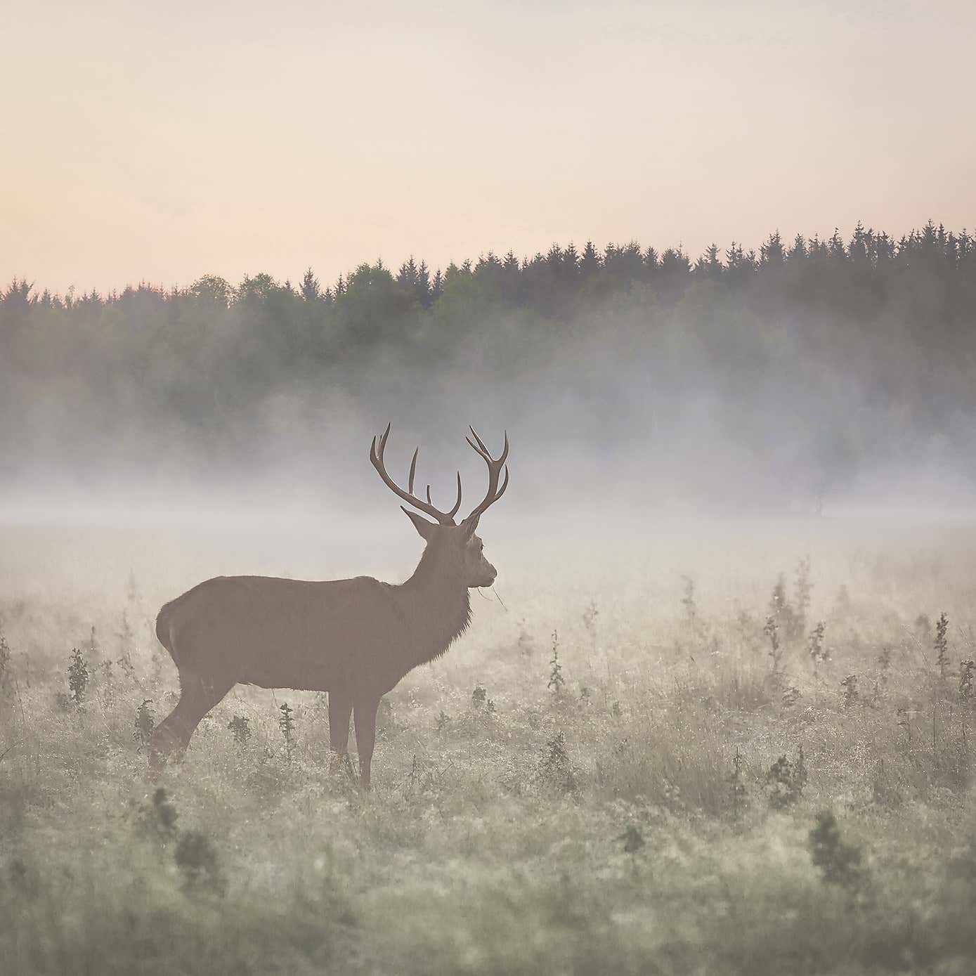 Stag in the Mist Neutral Mural