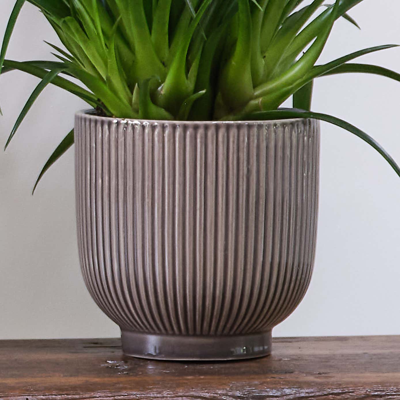 Unkillable Potted House Plant Bundle