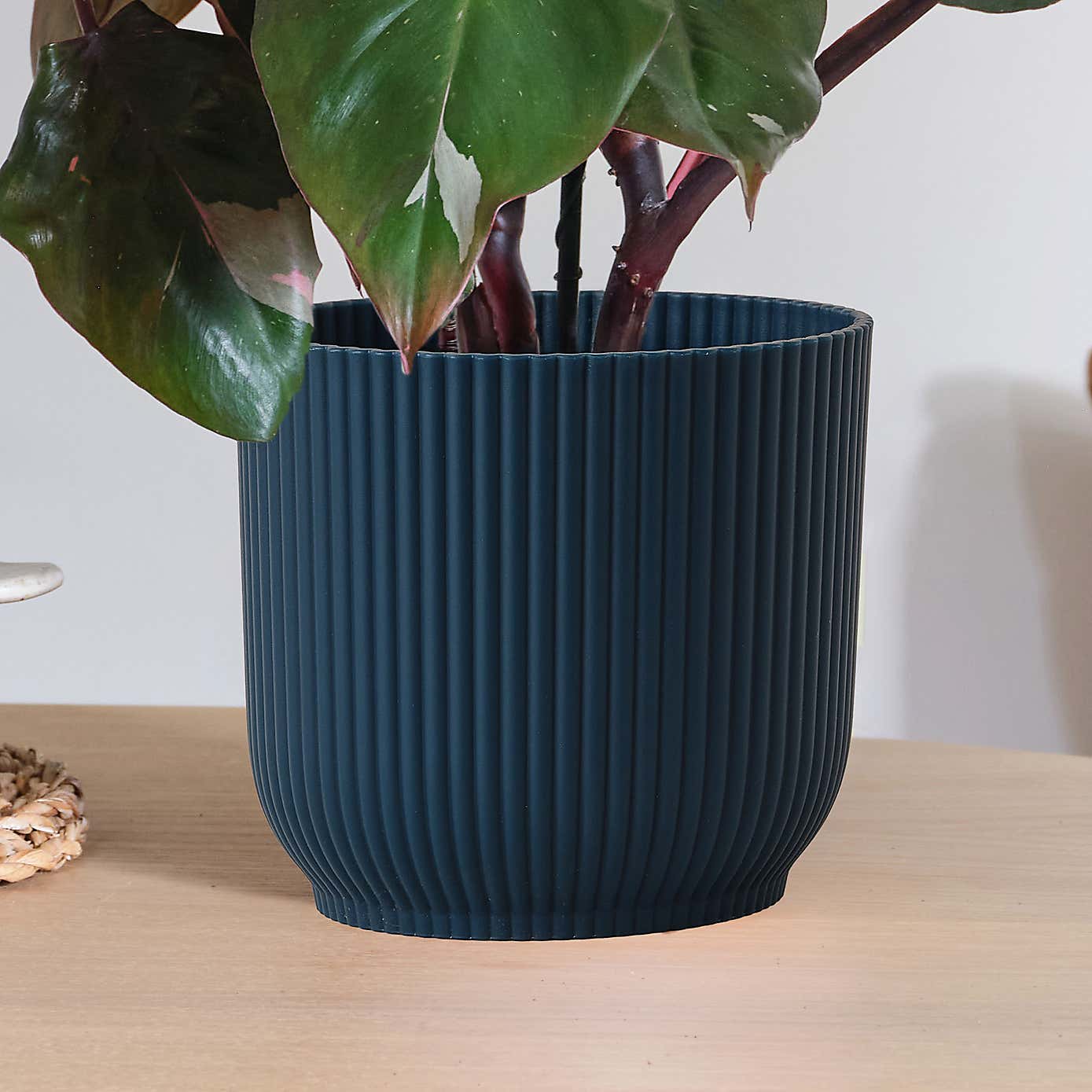 Philodendron Pink Princess in Elho Pot