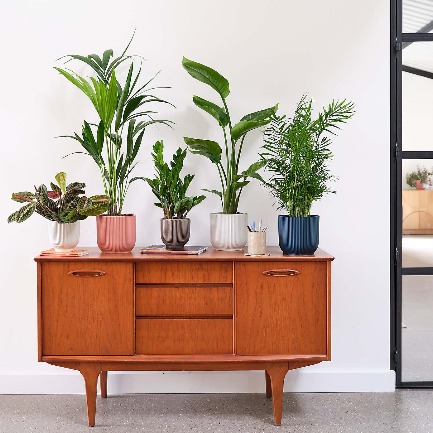 Business Potted House Plant Bundle