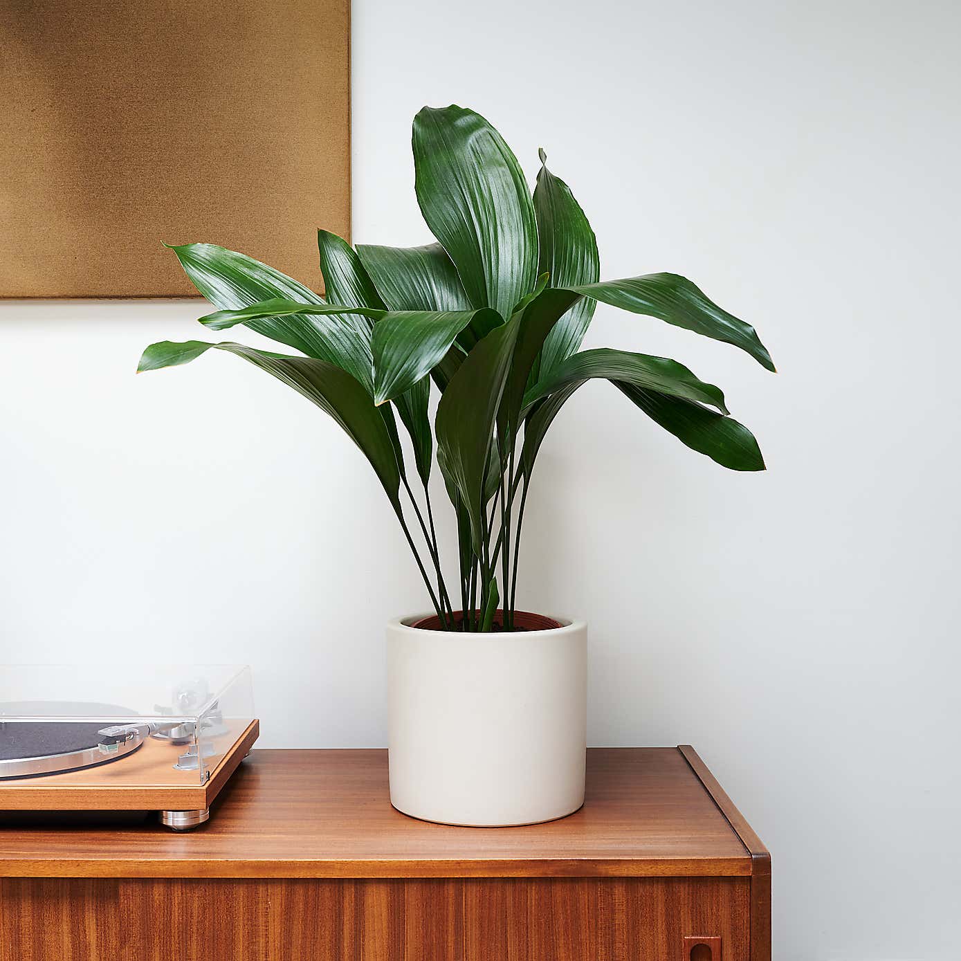 Beards & Daisies Cast Iron House Plant in Earthenware Pot