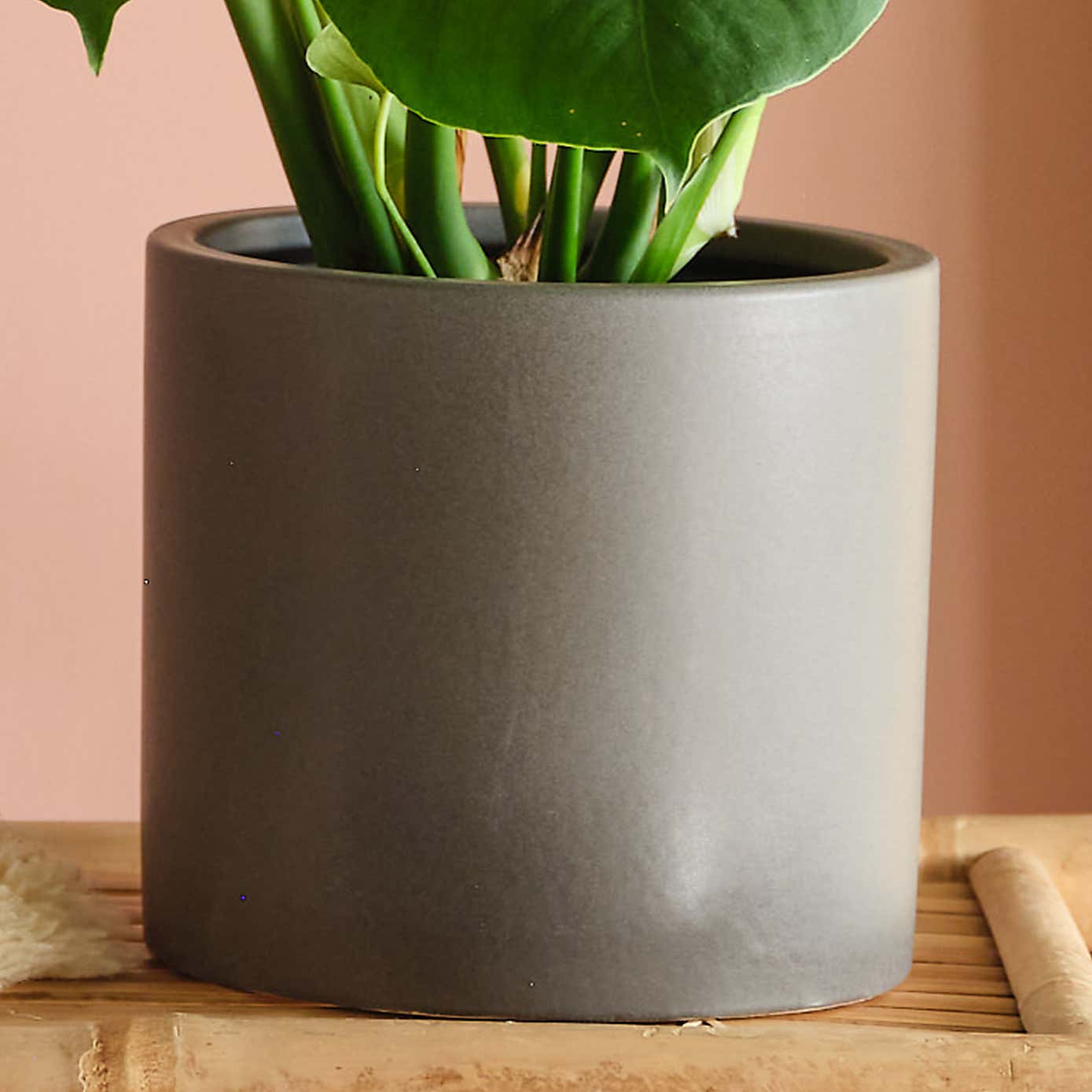 Swiss Cheese House Plant in Earthenware Pot
