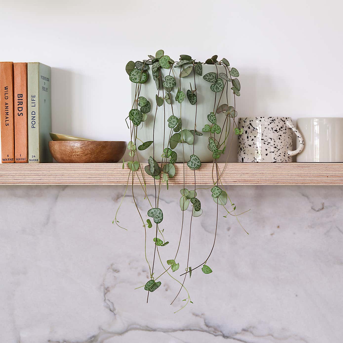 String Of Hearts House Plant in Earthenware Pot