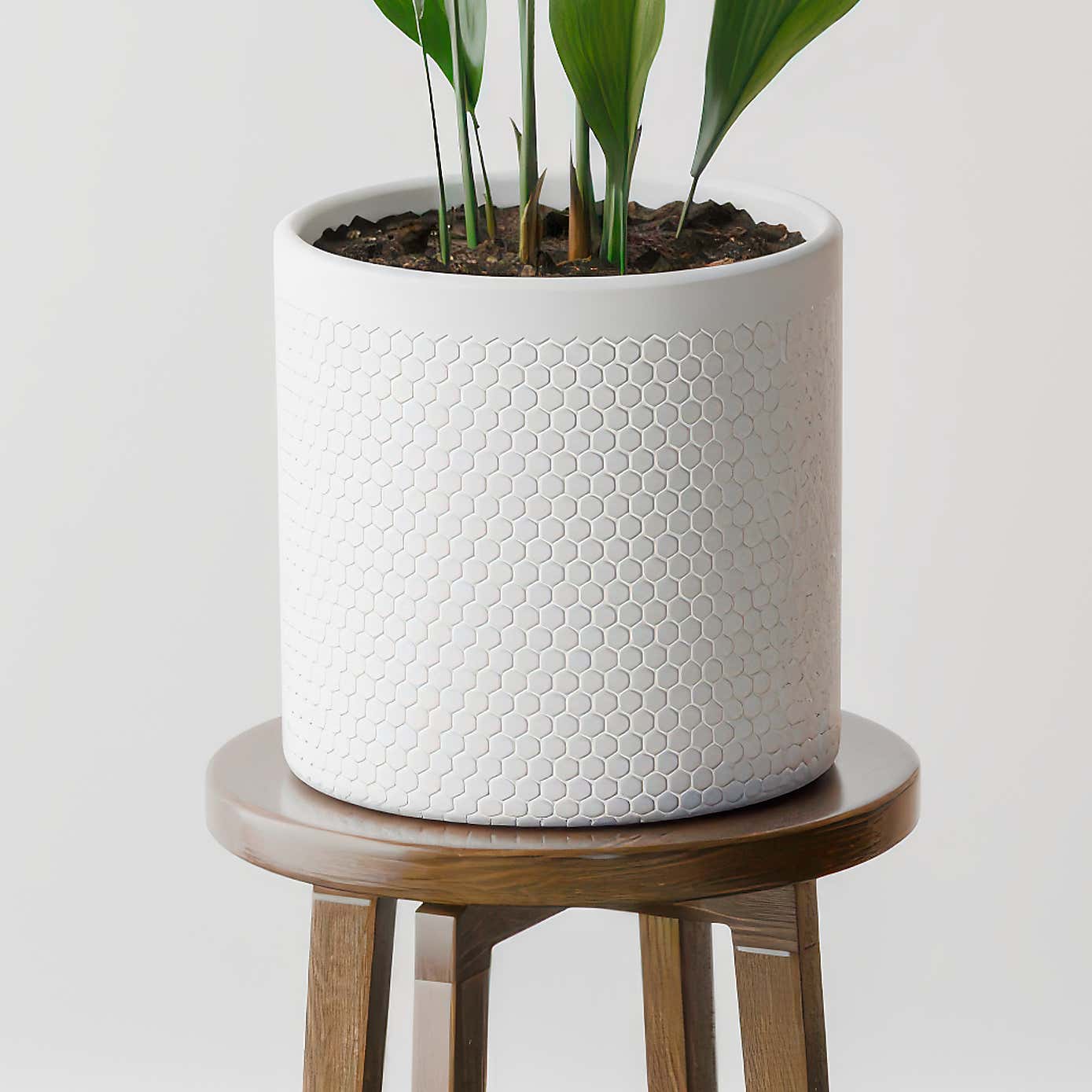 Beards & Daisies Cast Iron House Plant in Capri Pot