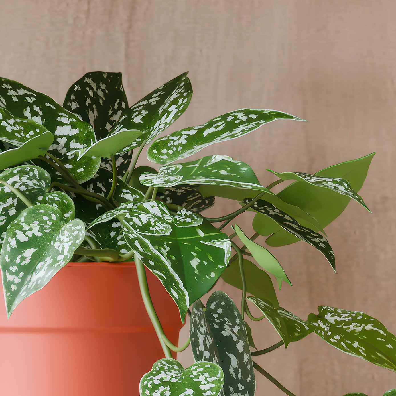 Beards & Daisies Trailing Satin Pothos House Plant