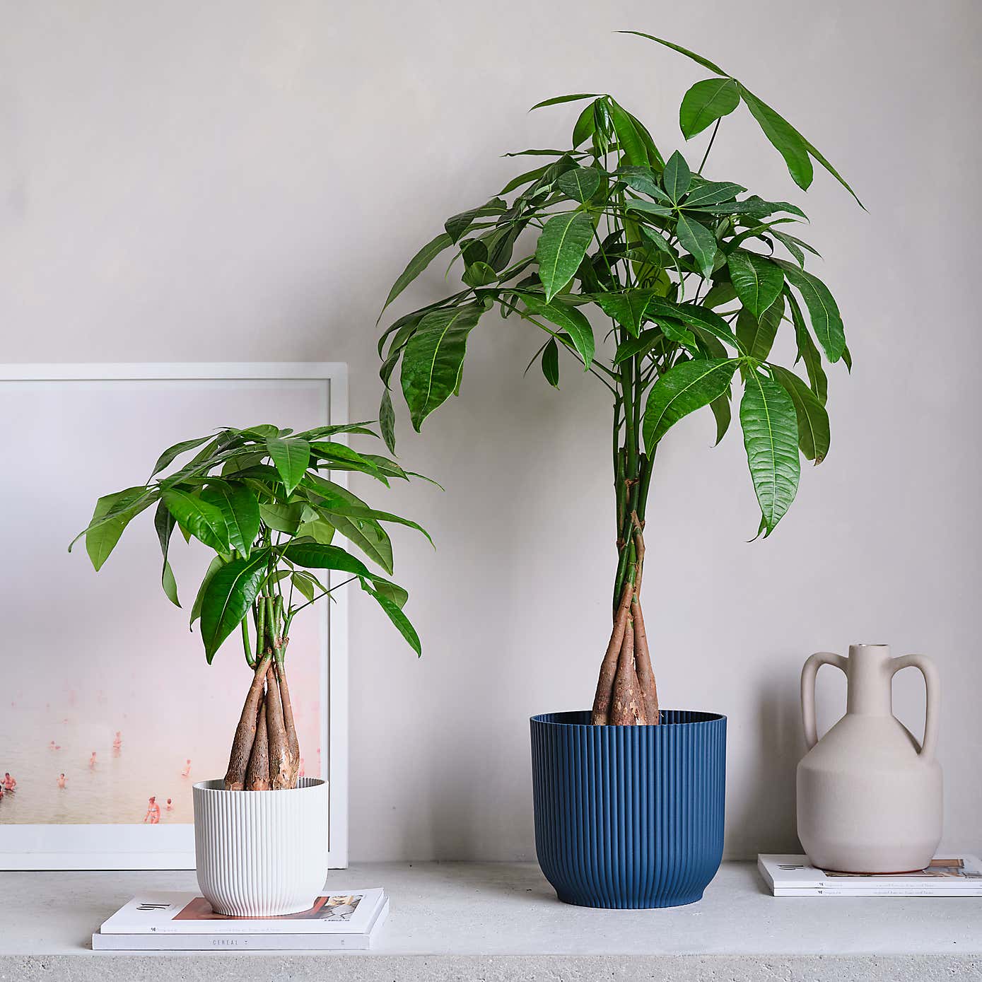 Money Tree House Plant in Elho Pot