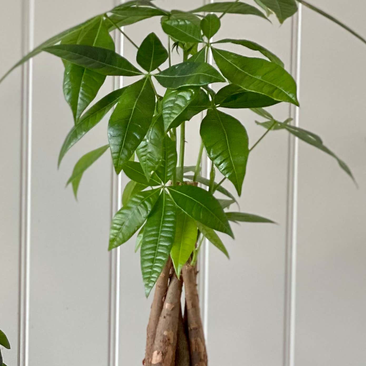 Good Fortune House Plant Bundle