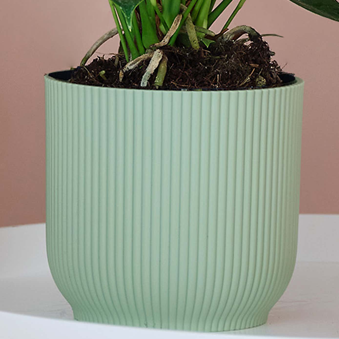 Peach Anthurium House Plant in Elho Pot