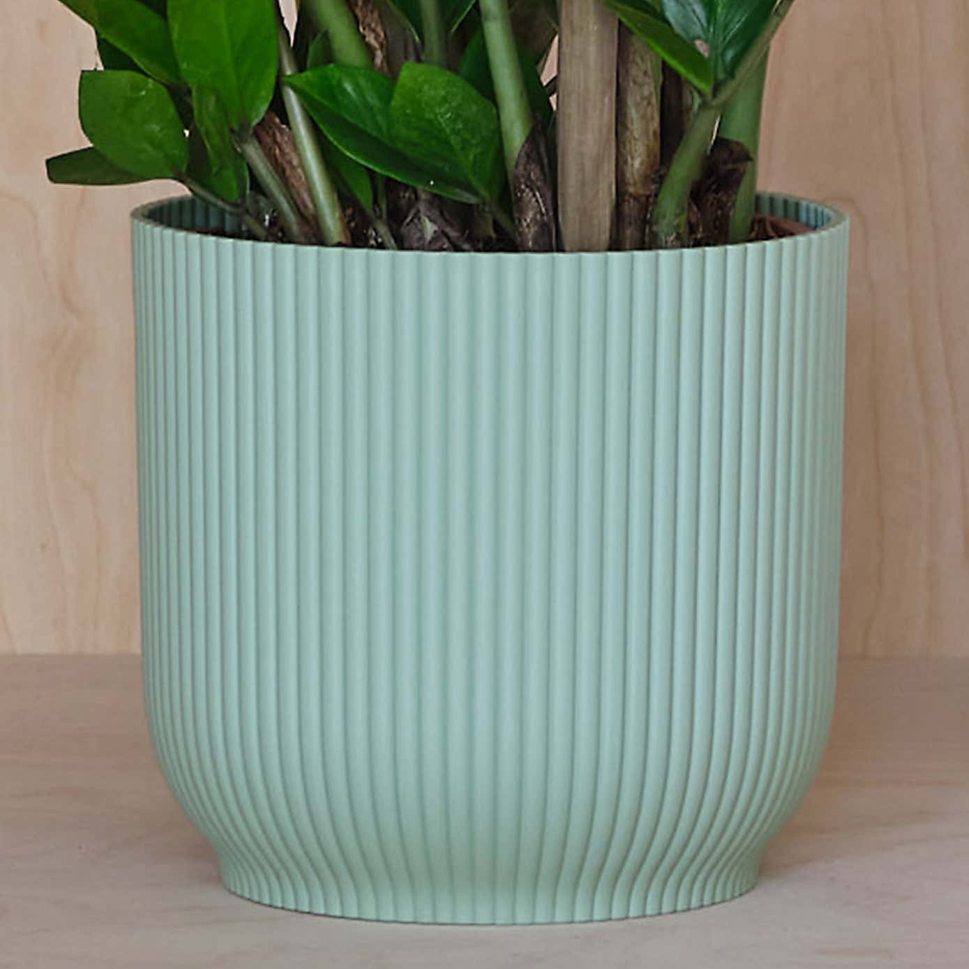 ZZ House Plant in Elho Pot