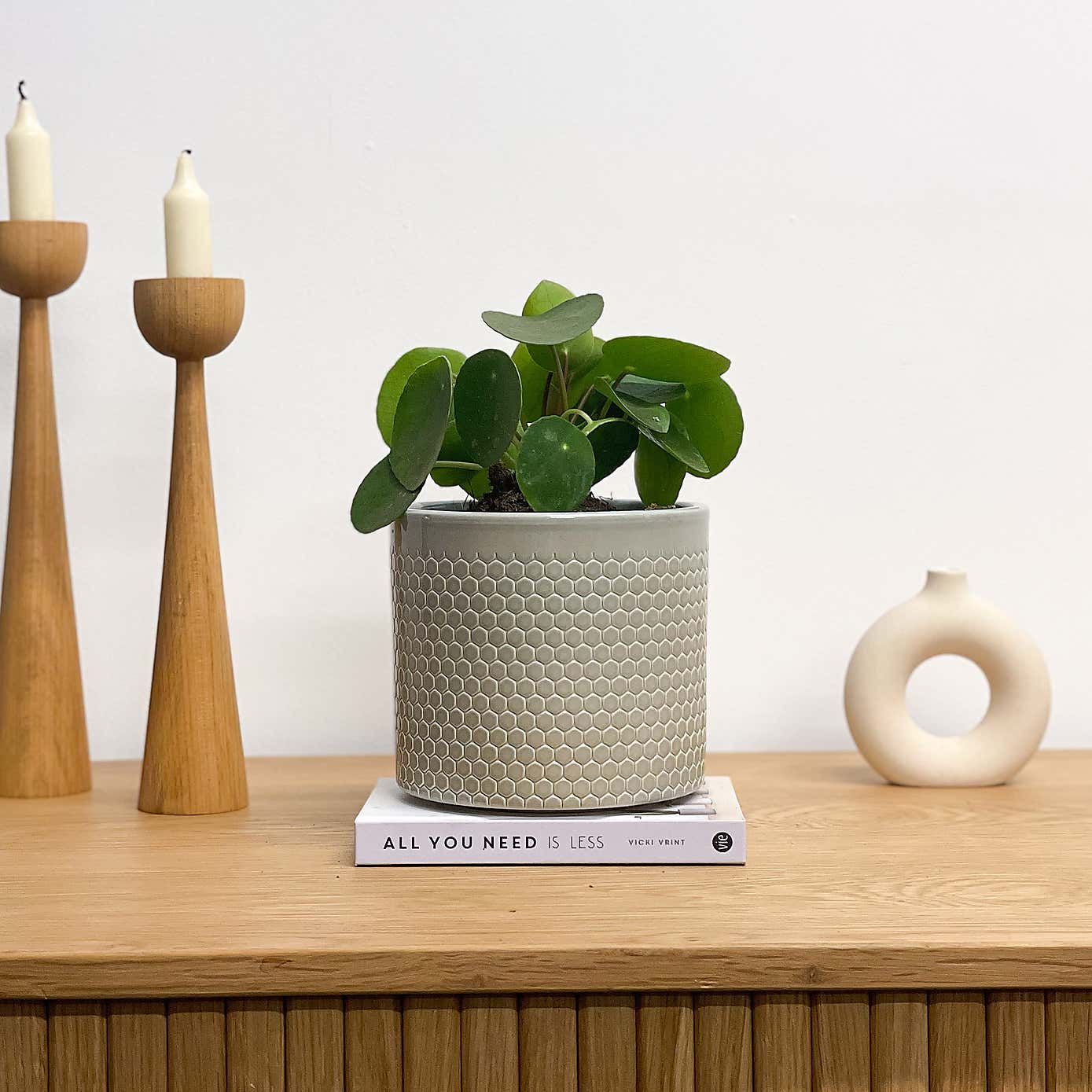 Chinese Money House Plant in Capri Pot