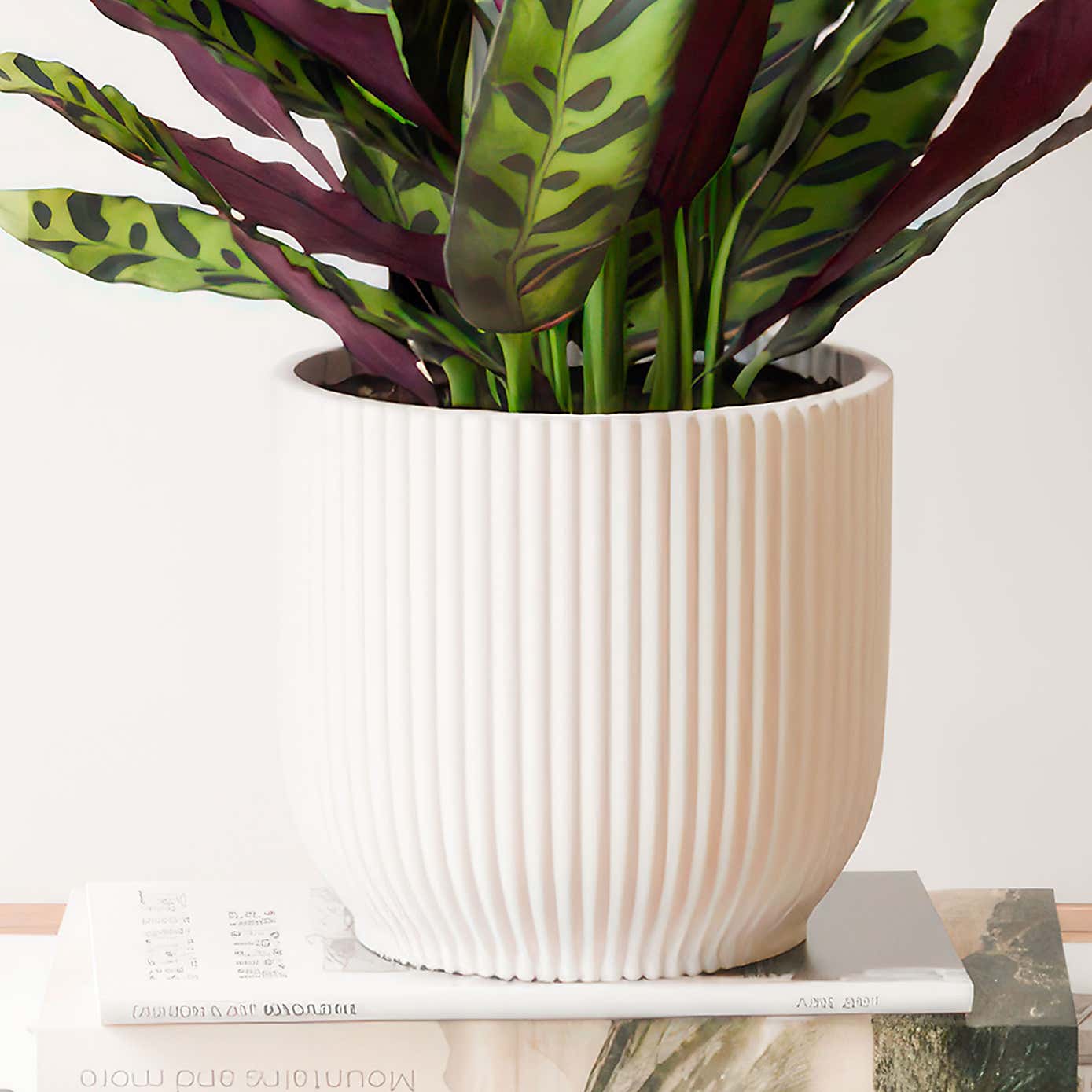 Calathea Lancifolia House Plant in Elho Vibes Pot