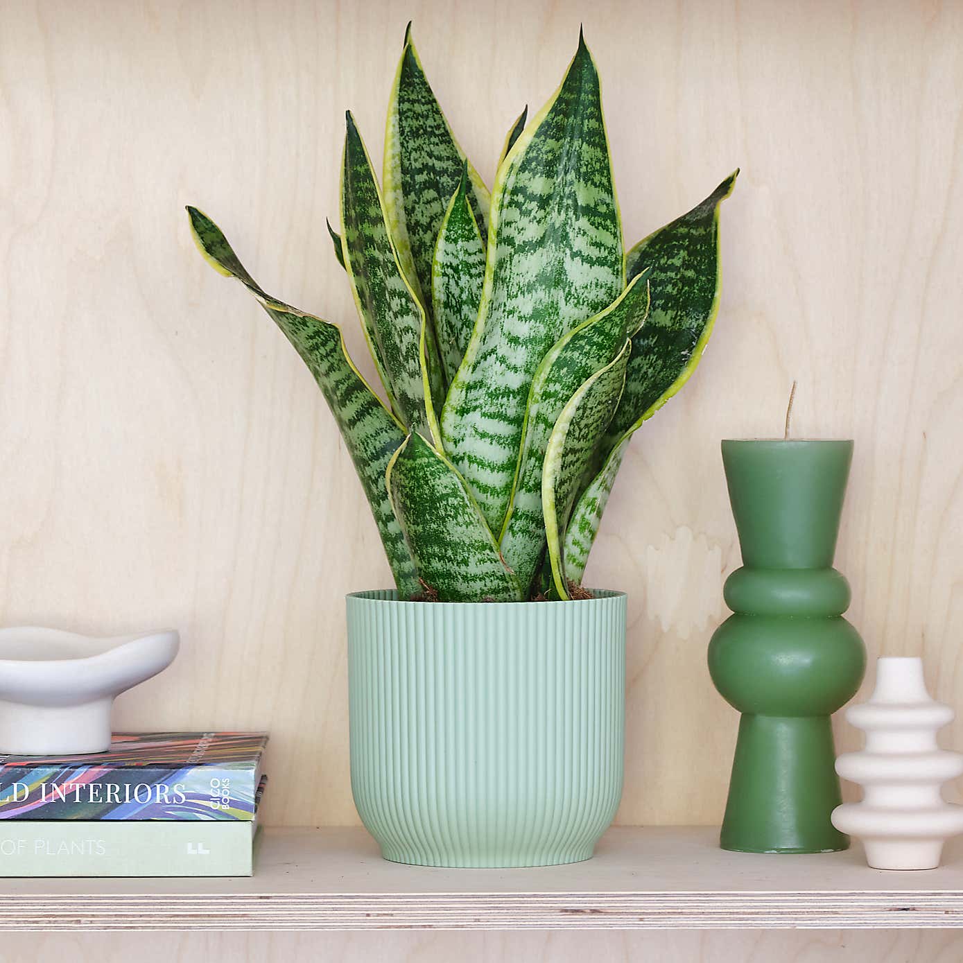 Beards & Daisies Snake Plant House Plant in Vibes Pot