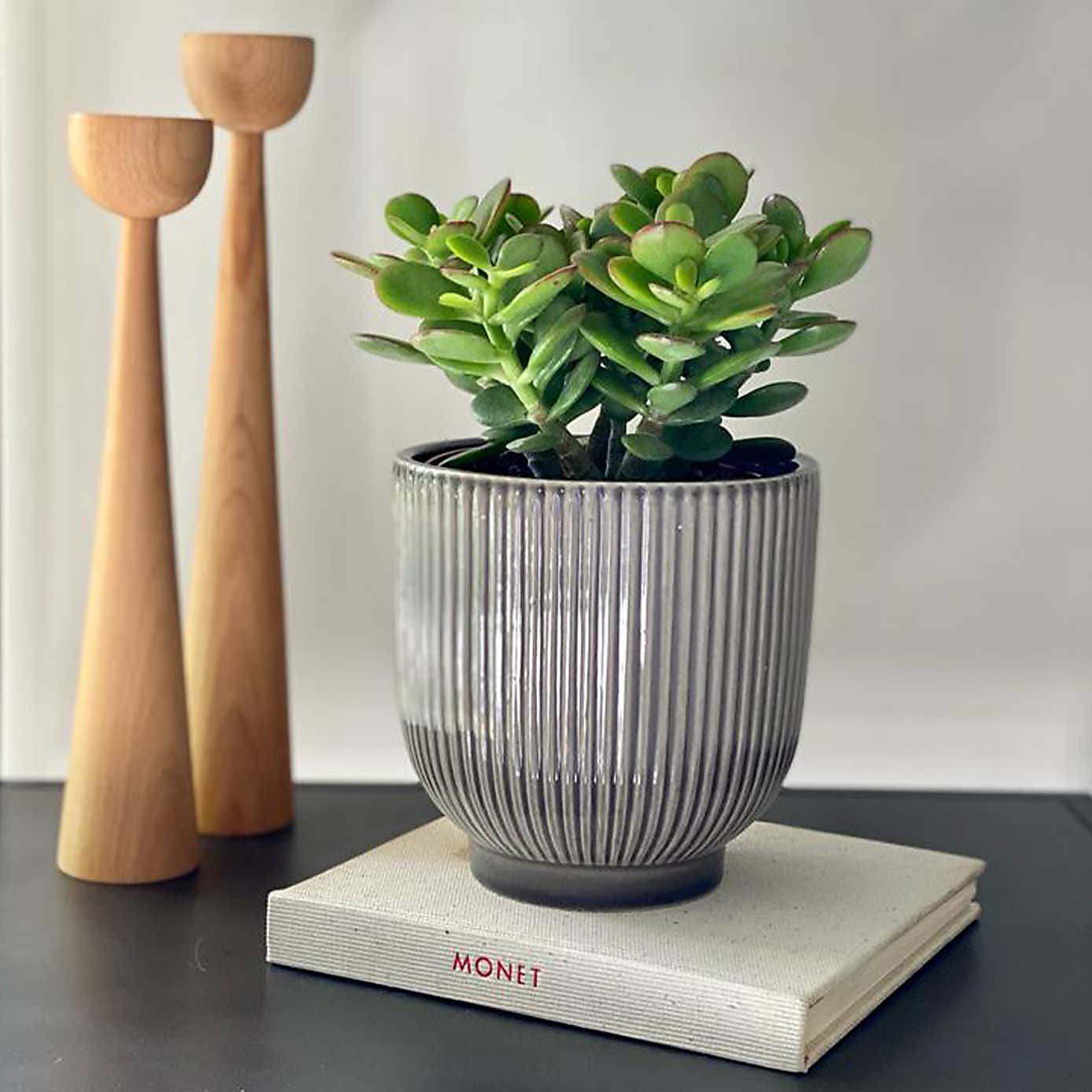 Jade House Plant in Ribbed Pot