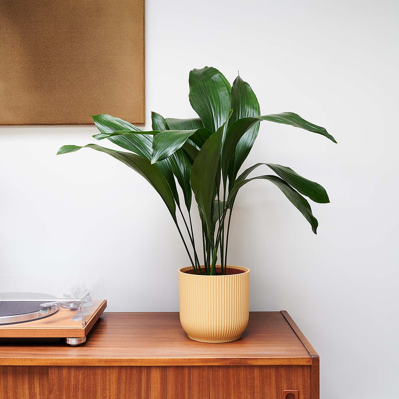 Beards & Daisies Cast Iron House Plant in Vibes Pot