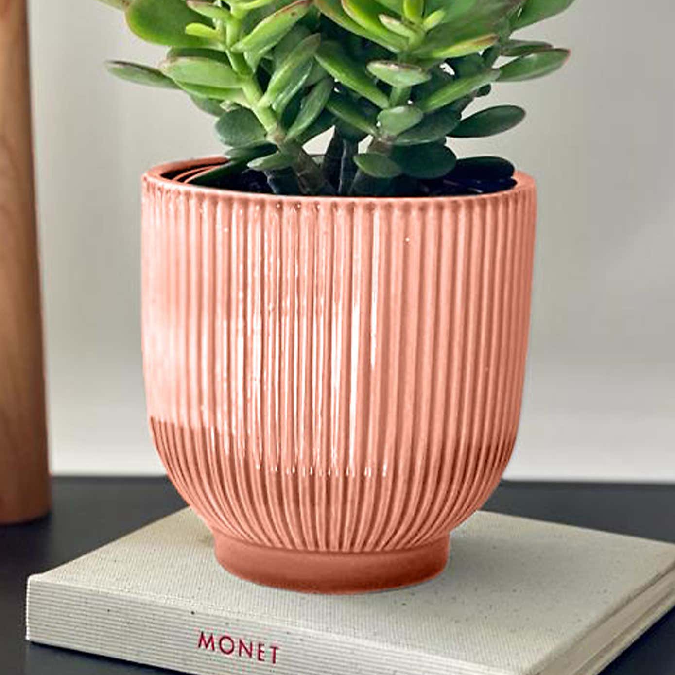 Jade House Plant in Ribbed Pot