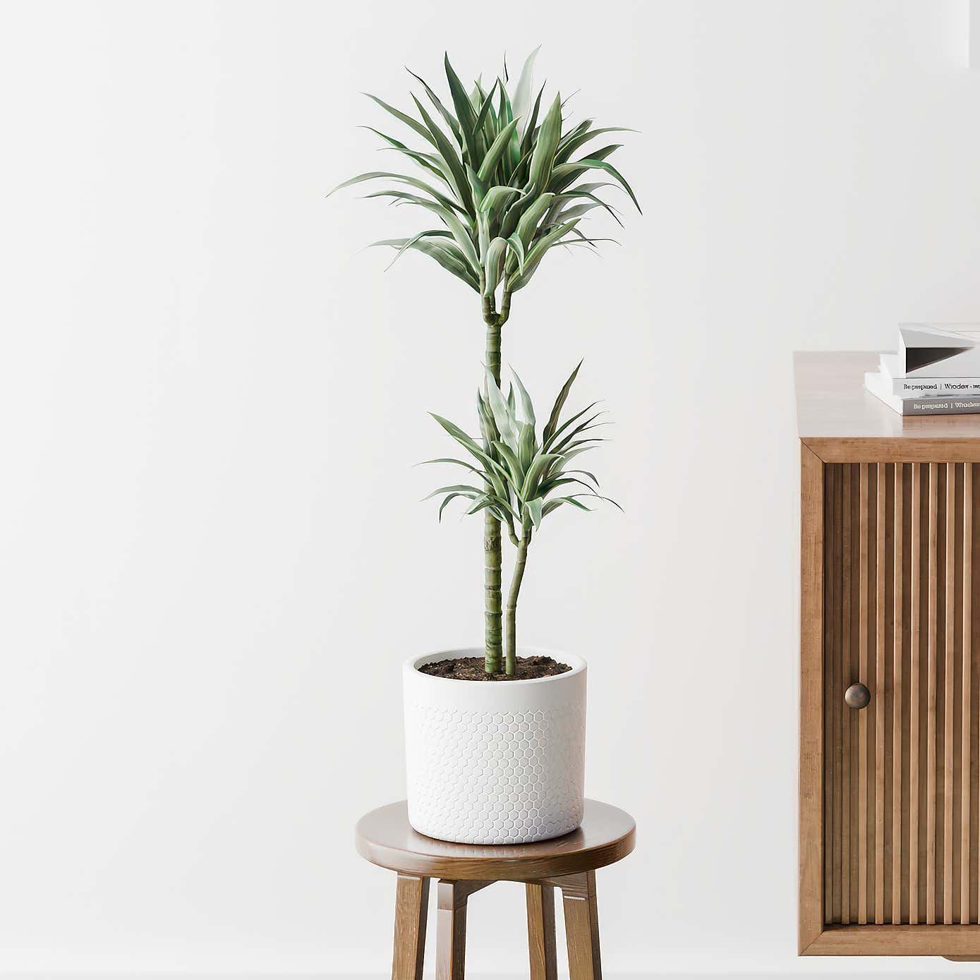 Beards & Daisies Dracaena Warneckei House Plant in Capri Pot